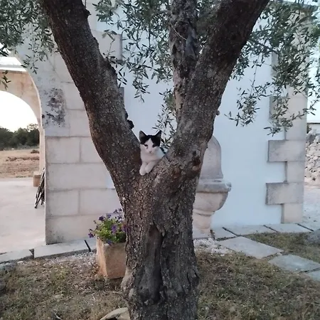 度假居 Trulli Della Catena 马丁纳弗兰卡